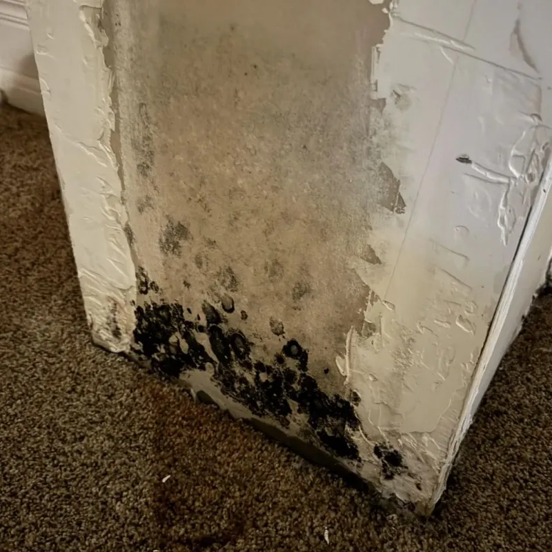 Professional Mold Removal in Williams County, ND